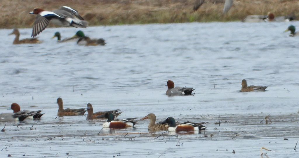 Płaskonos zwyczajny, płaskonos (Spatula clypeata), świstun zwyczajny, świstun (Mareca penelope)