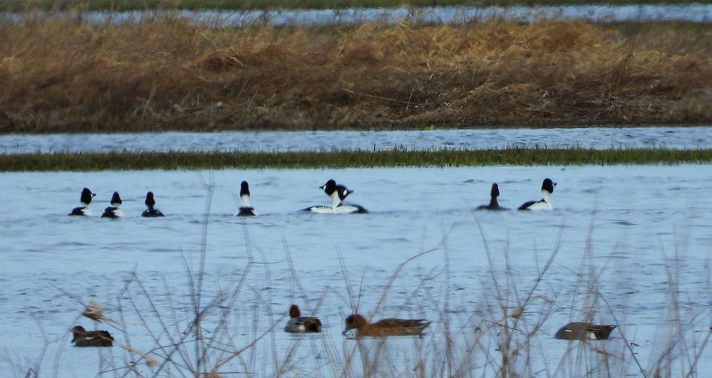 Gągoł (Bucephala clangula)