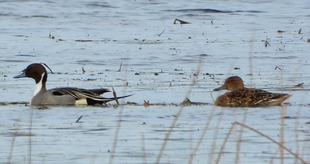 Rożeniec zwyczajny, rożeniec (Anas acuta)