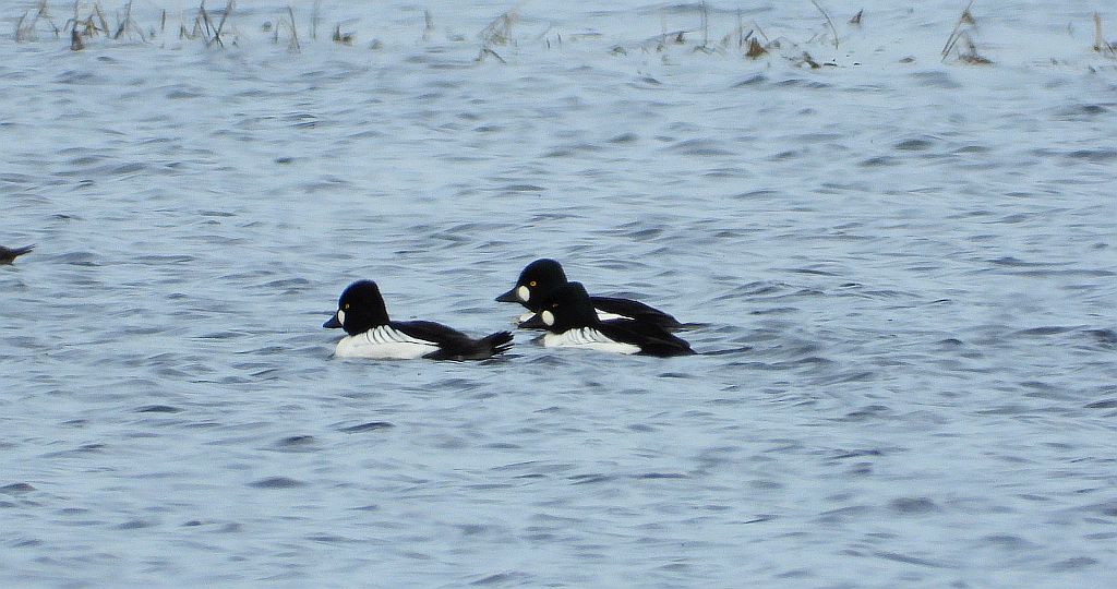 Gągoł (Bucephala clangula)