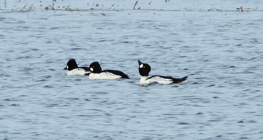 Gągoł (Bucephala clangula)