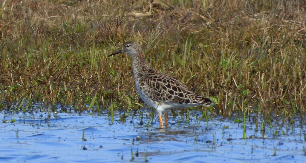 Batalion, bojownik batalion, biegus bojownik, bojownik zmienny (Calidris pugnax)