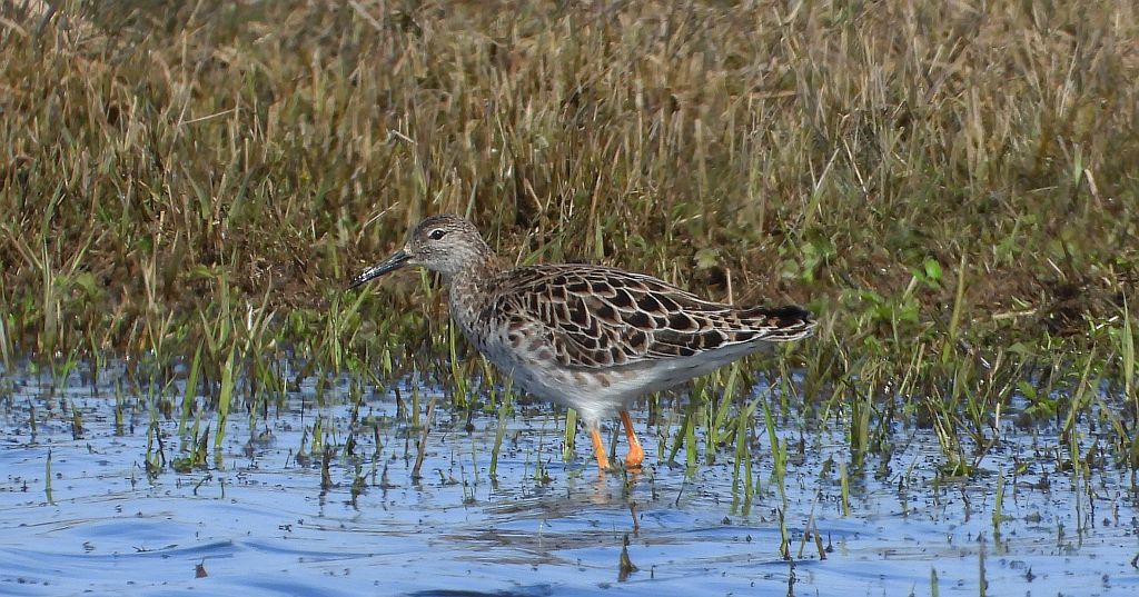 Batalion, bojownik batalion, biegus bojownik, bojownik zmienny (Calidris pugnax)