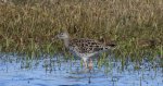 Batalion, bojownik batalion, biegus bojownik, bojownik zmienny (Calidris pugnax)
