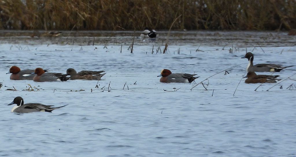 Rożeniec zwyczajny, rożeniec (Anas acuta), świstun zwyczajny, świstun (Mareca penelope)