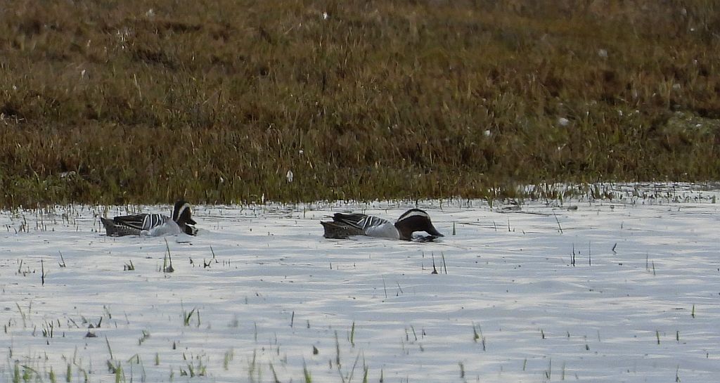 Cyranka zwyczajna, cyranka (Spatula querquedula)