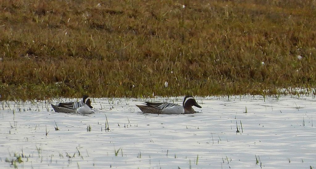 Cyranka zwyczajna, cyranka (Spatula querquedula)