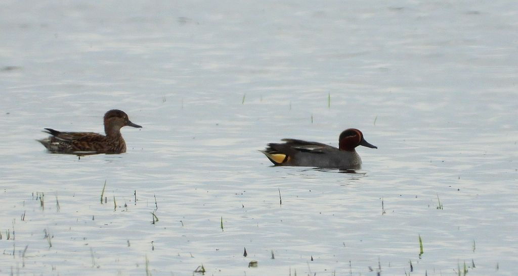 Cyraneczka (Anas crecca)