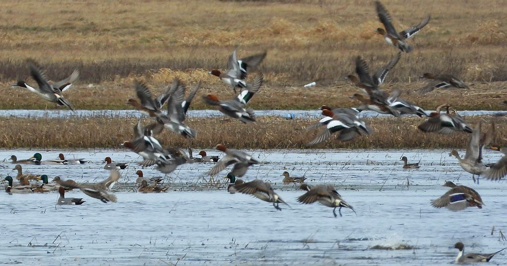 Rożeniec zwyczajny, rożeniec (Anas acuta), świstun zwyczajny, świstun (Mareca penelope)