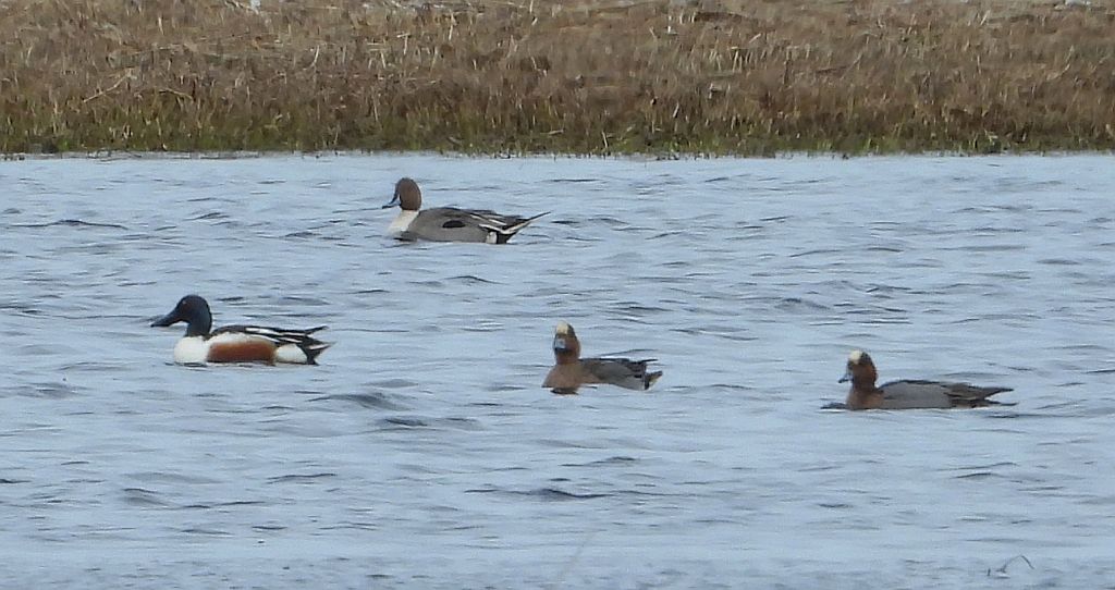 Płaskonos zwyczajny, płaskonos (Spatula clypeata)