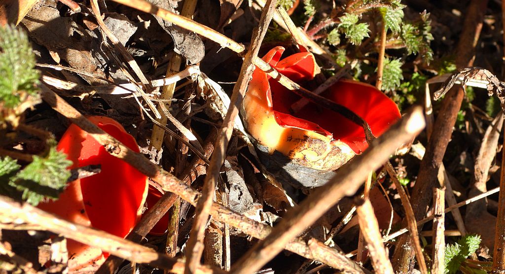 Czarka szkarłatna (Sarcoscypha coccinea)