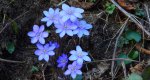 Przylaszczka pospolita (Hepatica nobilis)