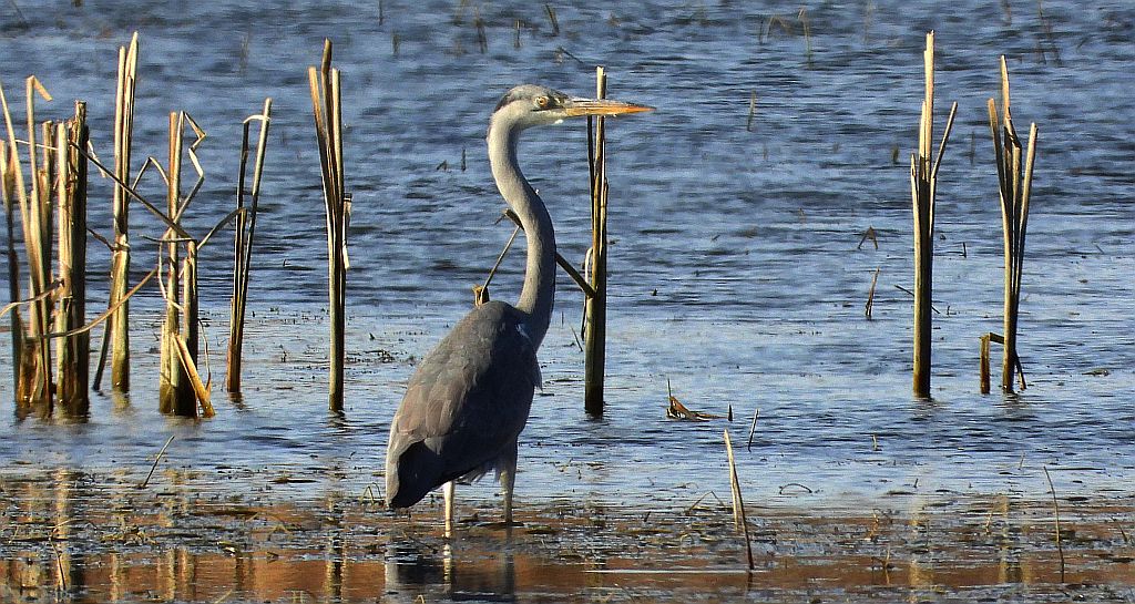 Czapla siwa (Ardea cinerea)