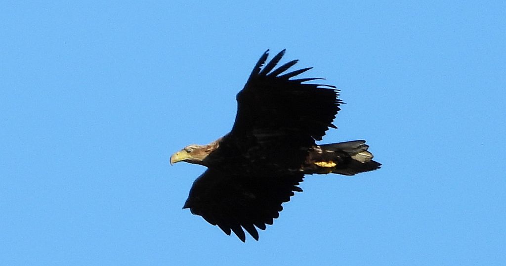 Bielik zwyczajny, bielik, birkut (Haliaeetus albicilla)