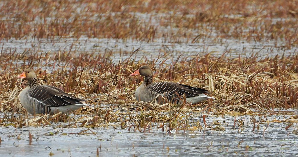 Gęgawa, gęś gęgawa (Anser anser)