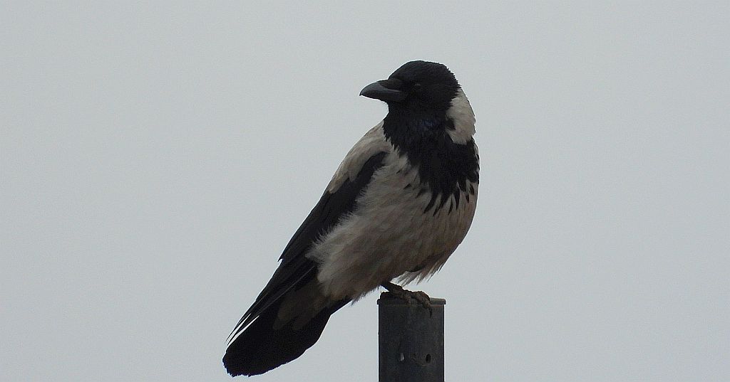 Wrona siwa, wrona (Corvus corone)
