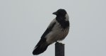 Wrona siwa, wrona (Corvus corone)