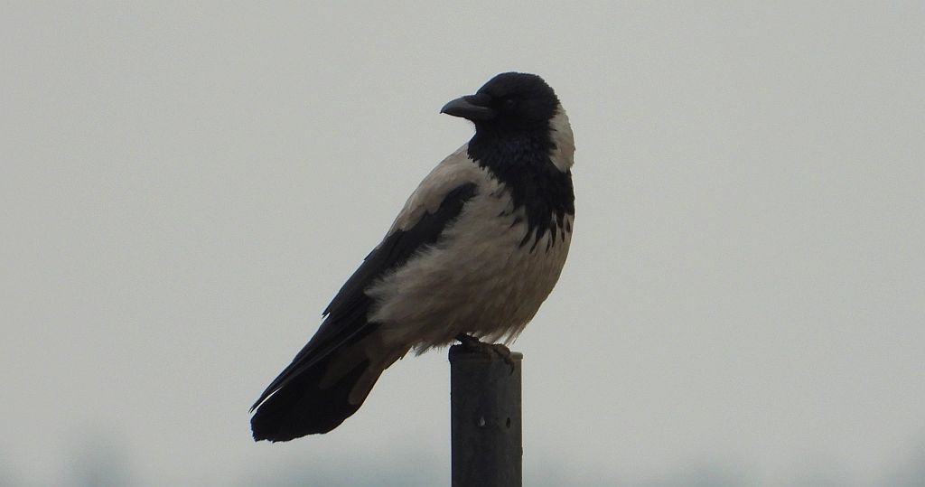 Wrona siwa, wrona (Corvus corone)