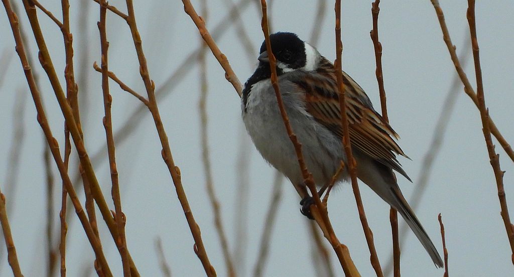 Potrzos zwyczajny, potrzos (Schoeniclus schoeniclus)