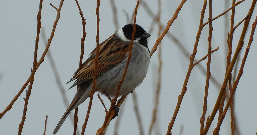 Potrzos zwyczajny, potrzos (Schoeniclus schoeniclus)