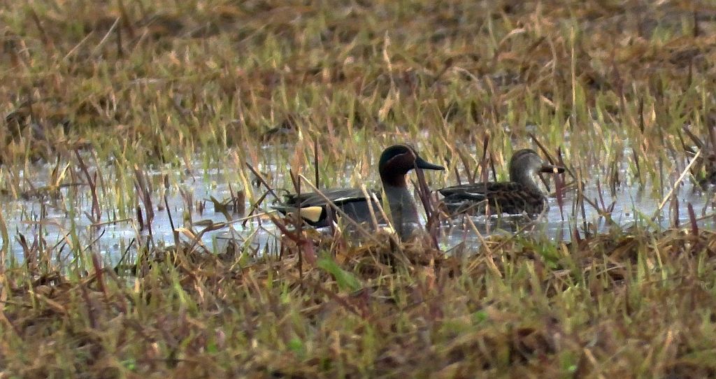 Cyraneczka zwyczajna, cyraneczka (Anas crecca)
