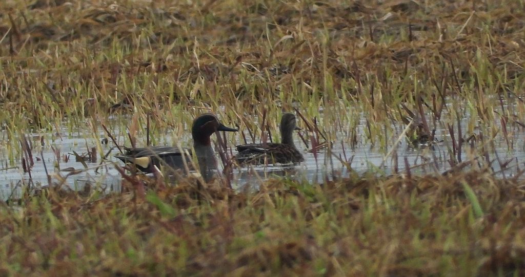 Cyraneczka zwyczajna, cyraneczka (Anas crecca)