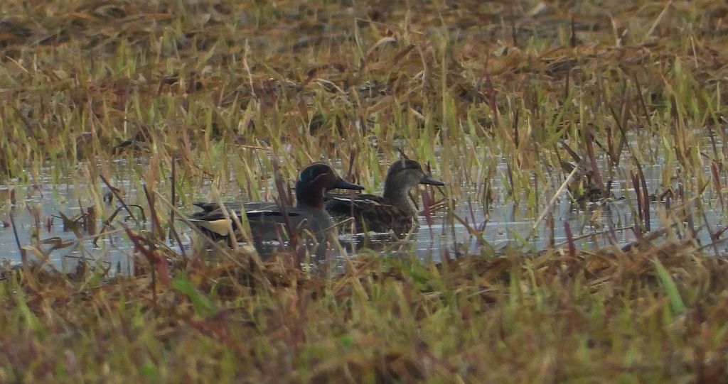 Cyraneczka zwyczajna, cyraneczka (Anas crecca)