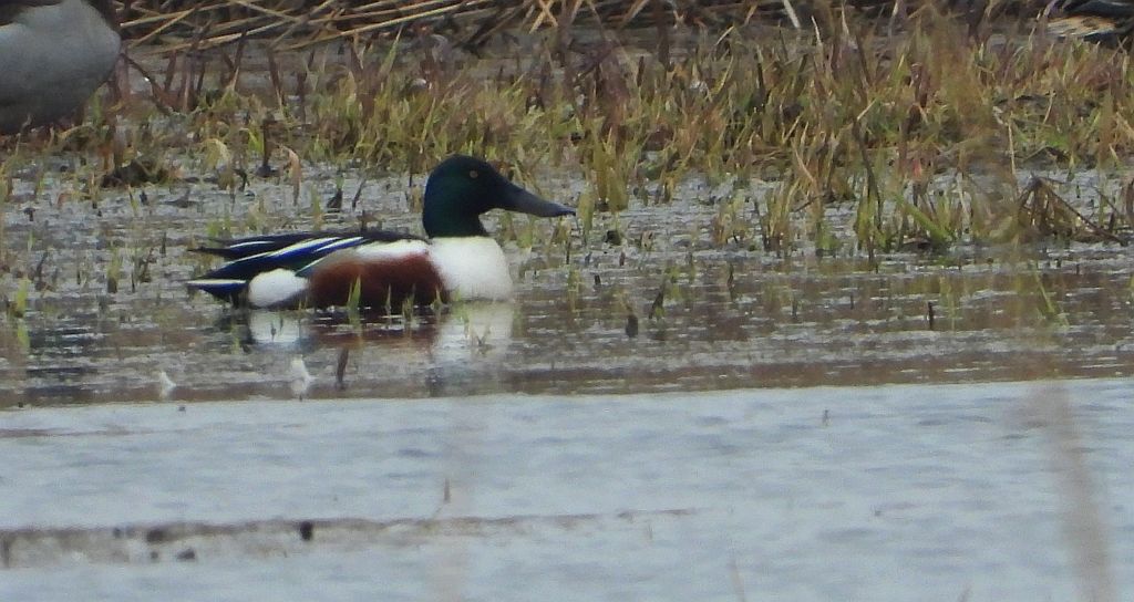 Płaskonos zwyczajny, płaskonos (Spatula clypeata)