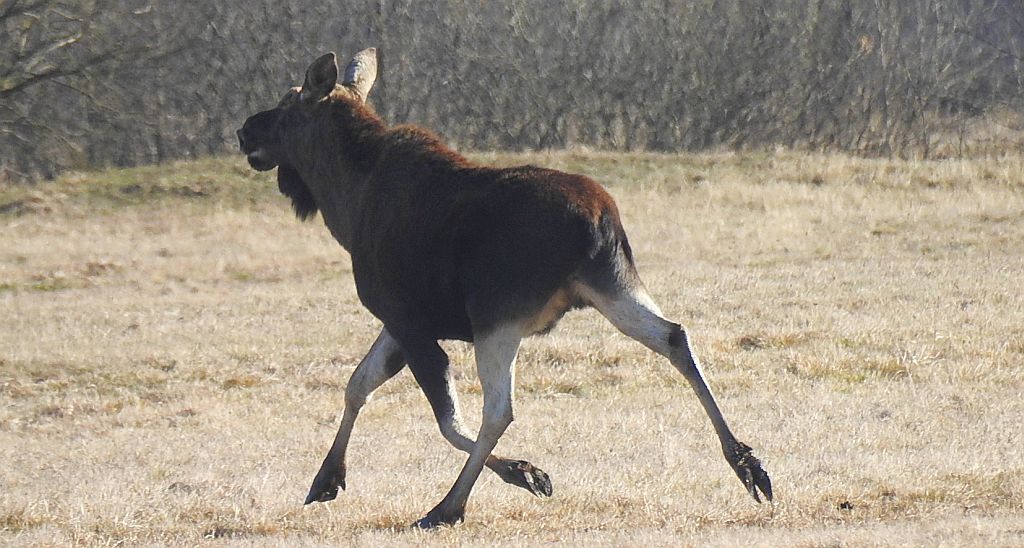 Łoś, łoś euroazjatycki (Alces alces)