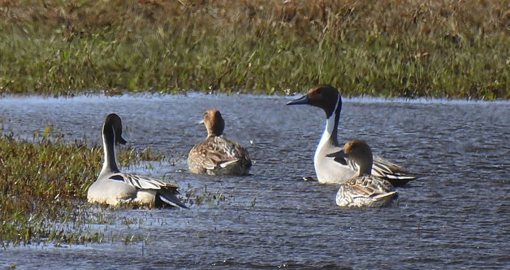 Rożeniec zwyczajny, rożeniec (Anas acuta)