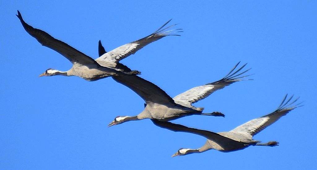 Żuraw zwyczajny, żuraw, żuraw popielaty, żuraw szary (Grus grus)
