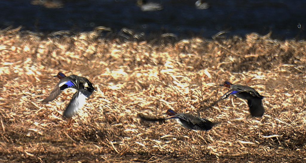 Cyraneczka zwyczajna, cyraneczka (Anas crecca)