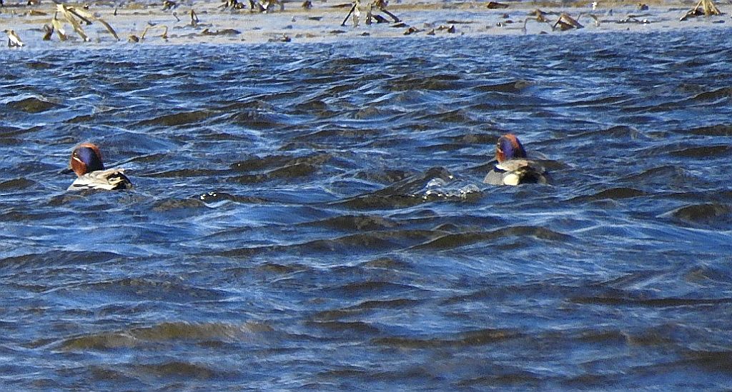 Cyraneczka (Anas crecca)