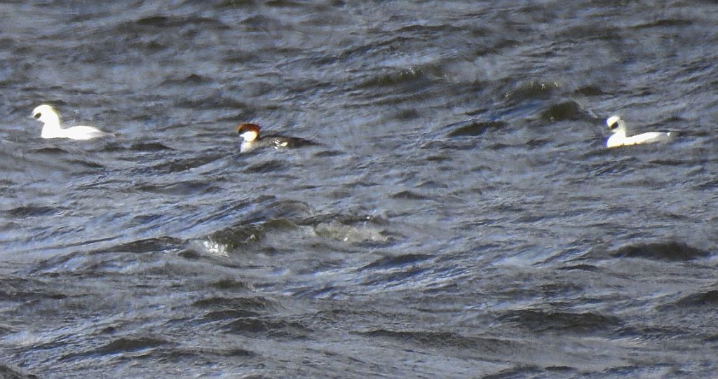 Bielaczek (Mergus albellus)