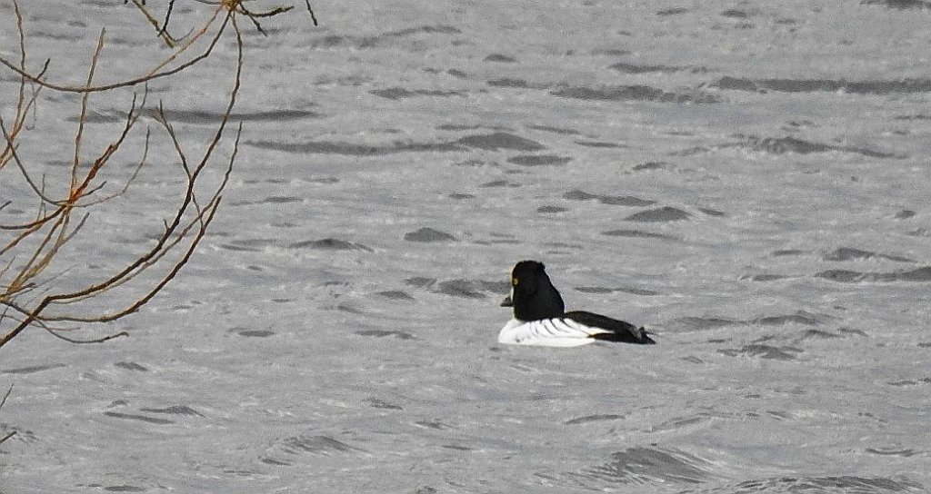 Gągoł (Bucephala clangula)