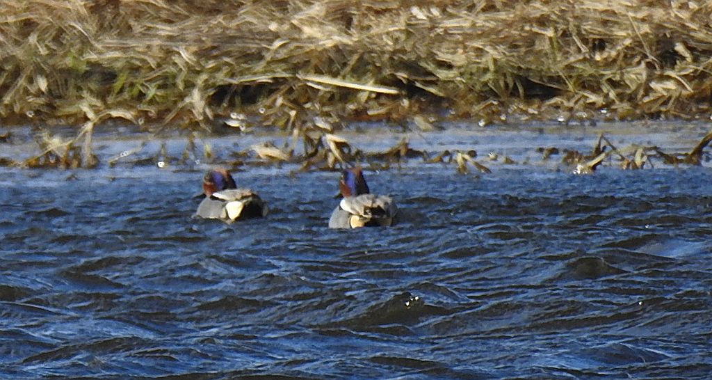 Cyraneczka zwyczajna, cyraneczka (Anas crecca)