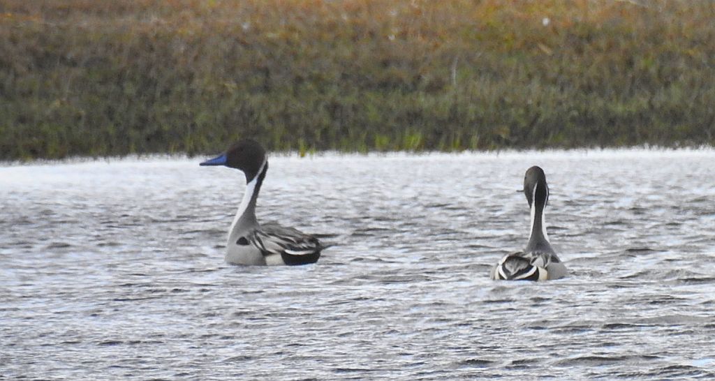 Rożeniec zwyczajny, rożeniec (Anas acuta)