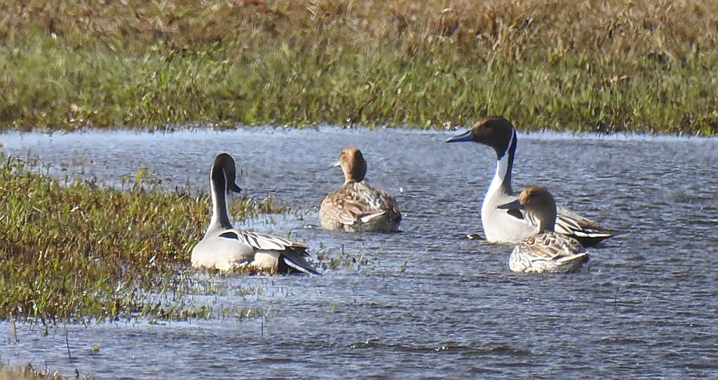 Rożeniec zwyczajny, rożeniec (Anas acuta)