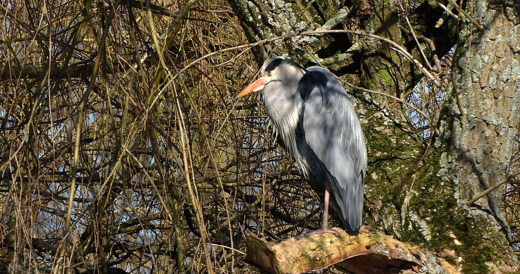 Czapla siwa (Ardea cinerea)