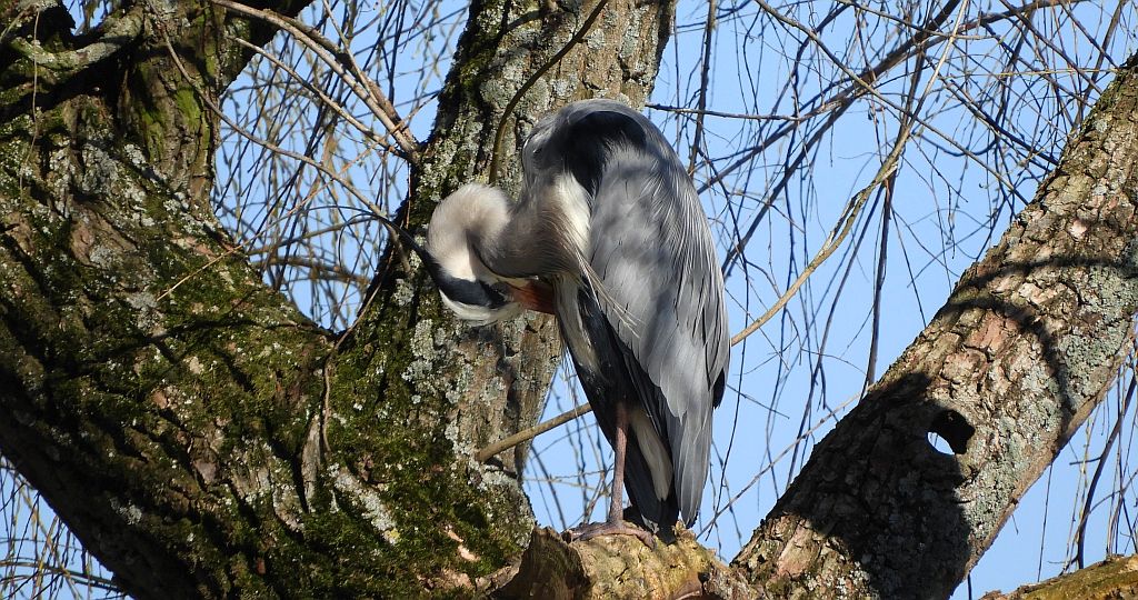 Czapla siwa (Ardea cinerea)