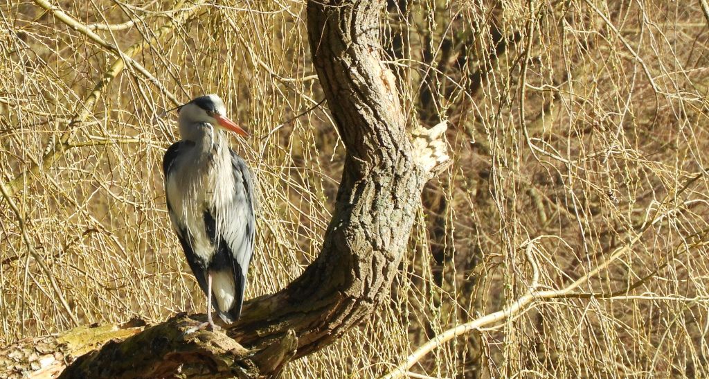 Czapla siwa (Ardea cinerea)