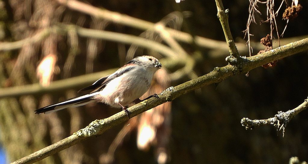 Raniuszek (Aegithalos caudatus)