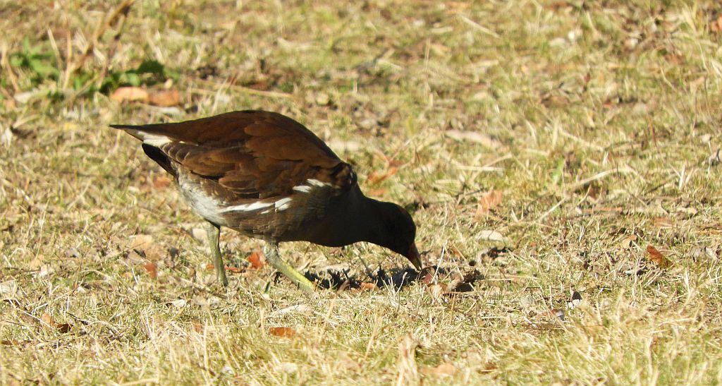 Kokoszka zwyczajna, kokoszka, kokoszka wodna, kurka wodna (Gallinula chloropus)