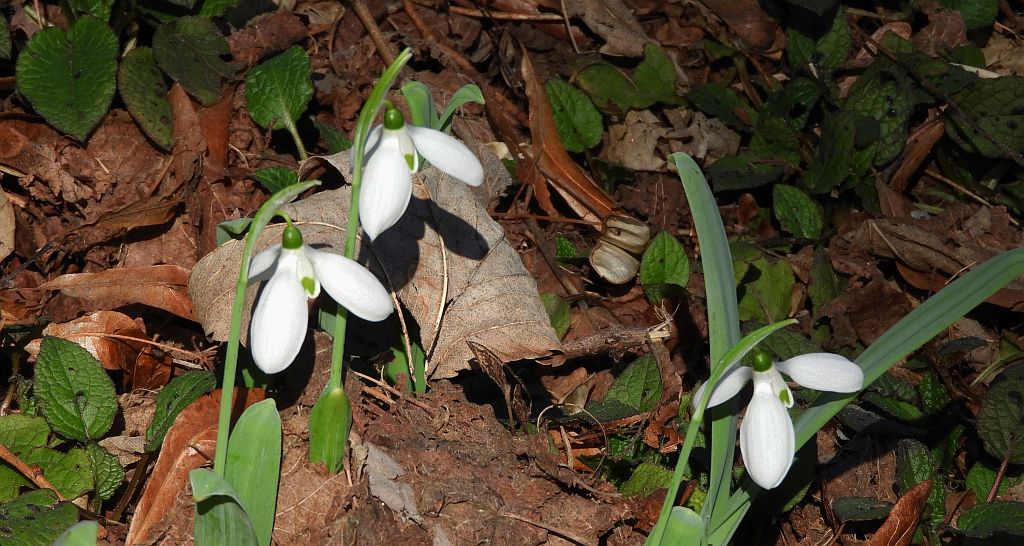Śnieżyczka przebiśnieg (Galanthus nivalis)