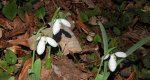 Śnieżyczka przebiśnieg (Galanthus nivalis)