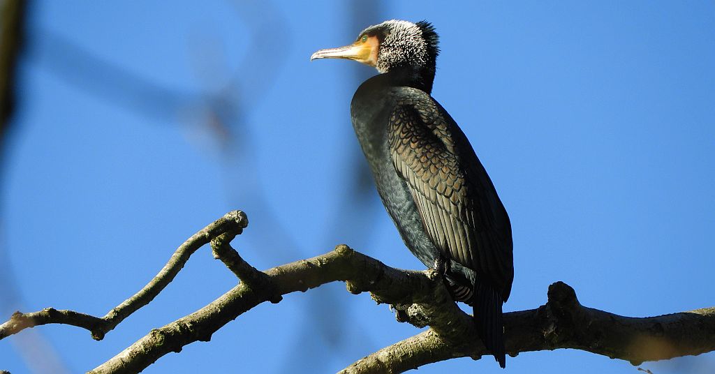 Kormoran zwyczajny, kormoran czarny (Phalacrocorax carbo)