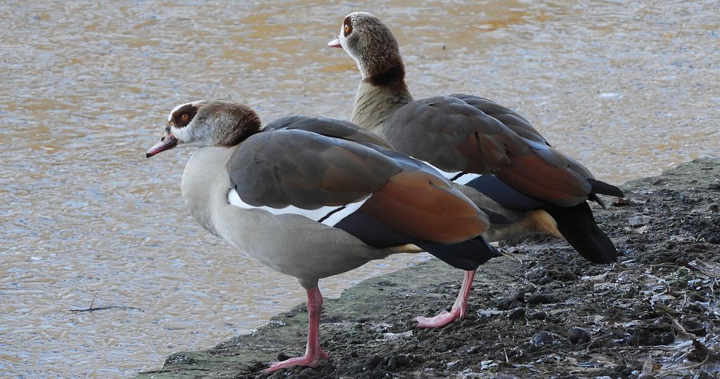 Gęsiówka egipska (Alopochen aegyptiaca)