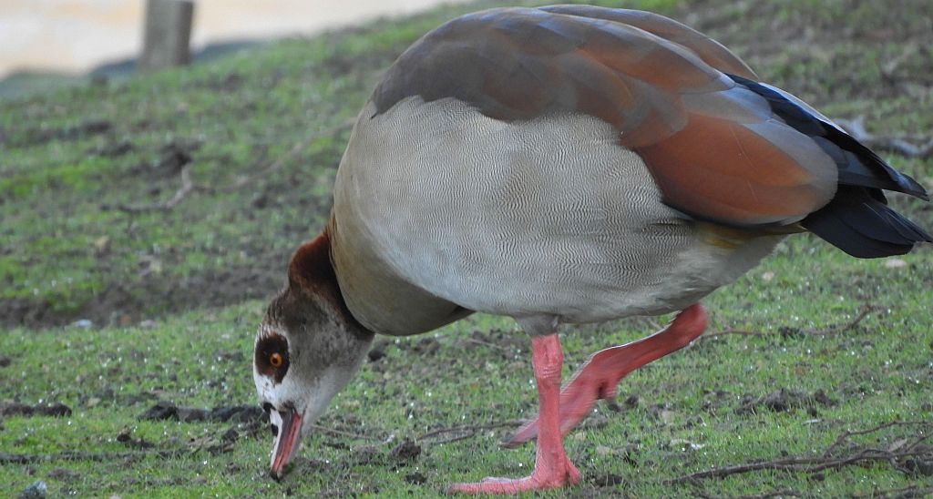 Gęsiówka egipska (Alopochen aegyptiaca)