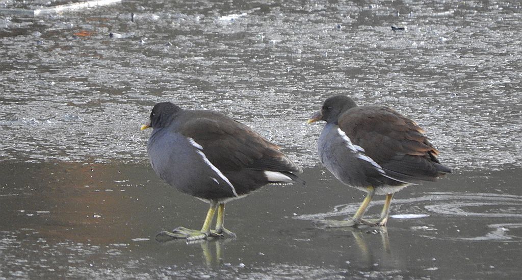 Kokoszka zwyczajna, kokoszka, kokoszka wodna, kurka wodna (Gallinula chloropus)