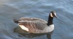 Bernikla kanadyjska (Branta canadensis)